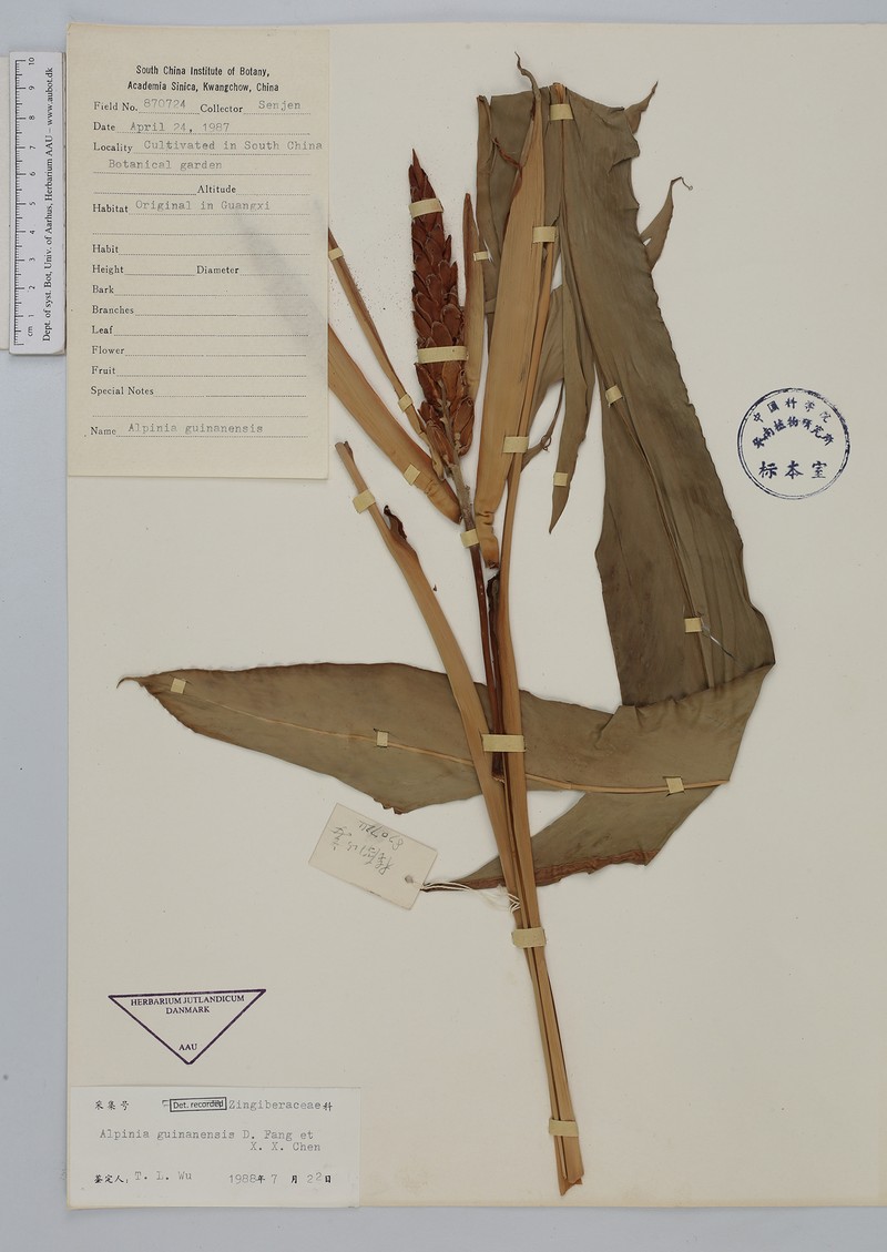 Alpinia guinanensis