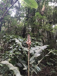 Alpinia haenkei