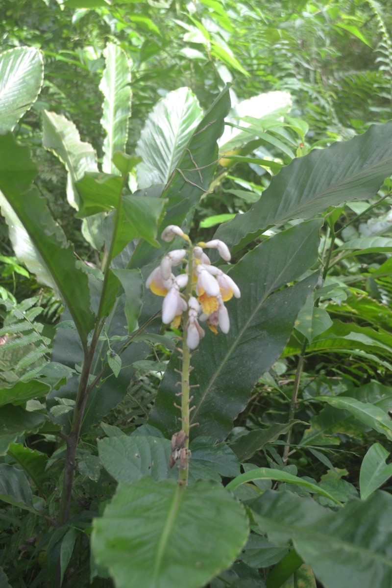 Alpinia haenkei photo 2