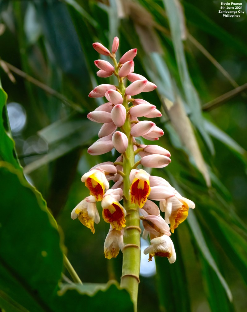 Alpinia haenkei photo 3