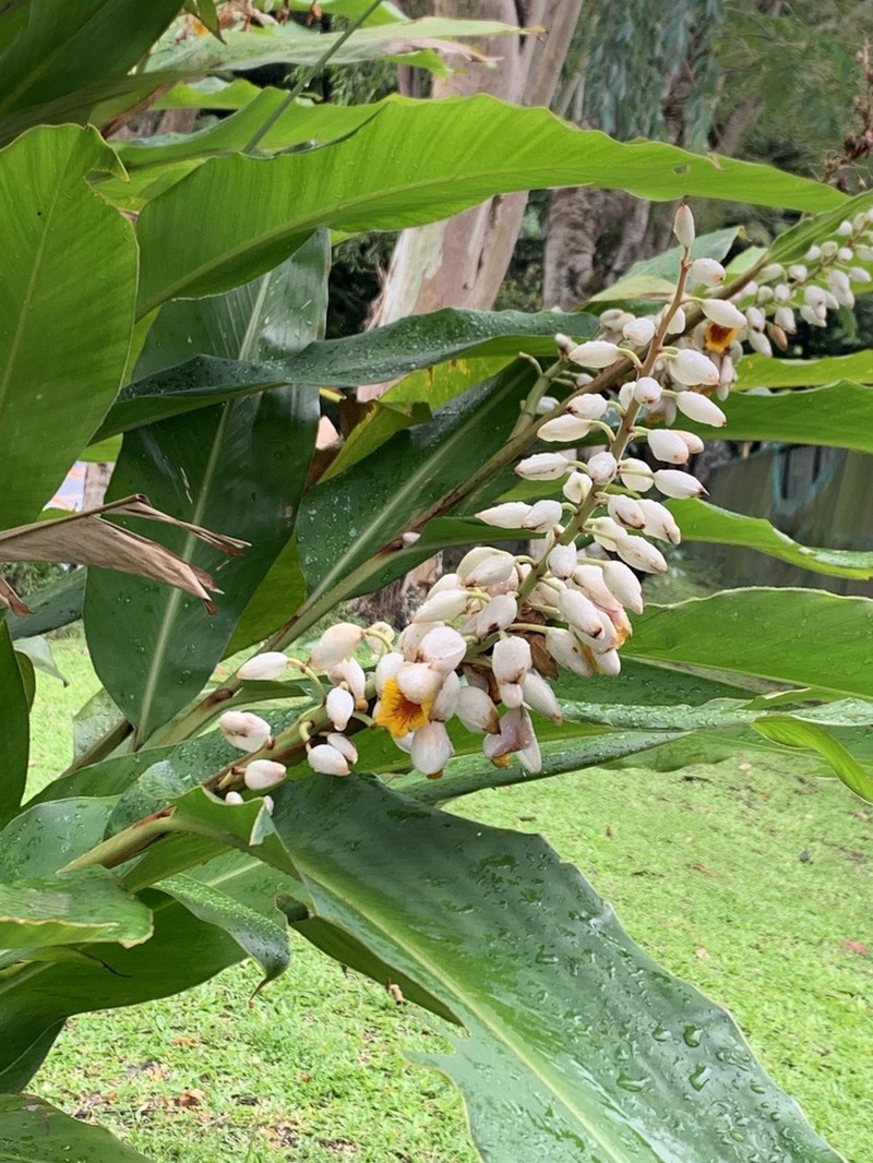 Alpinia haenkei photo 4