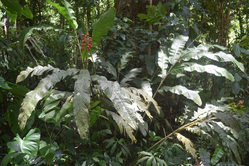 Alpinia haenkei photo 5