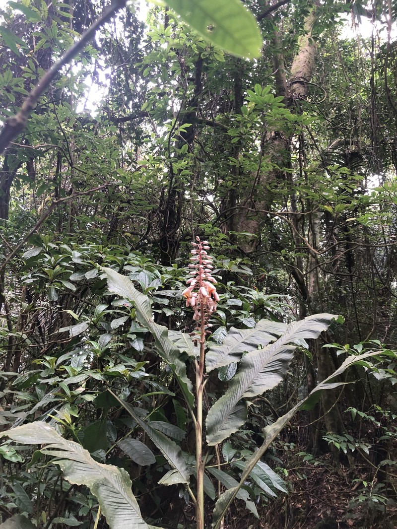 Alpinia haenkei photo 7