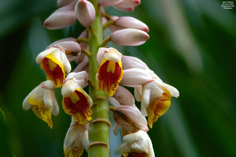 Alpinia haenkei photo 8