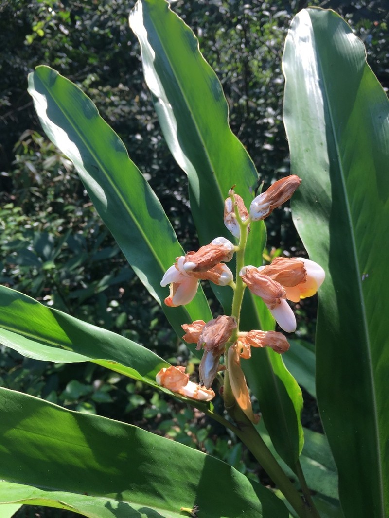 Alpinia hainanensis