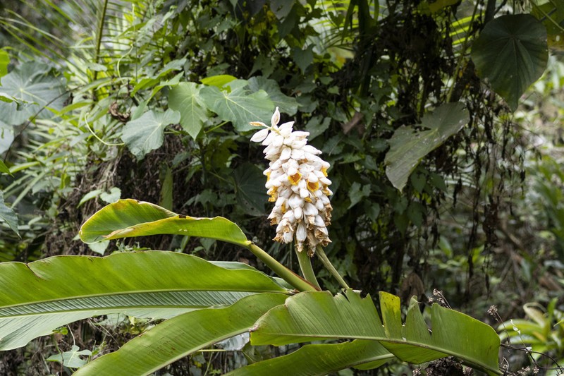 Alpinia hainanensis photo 2