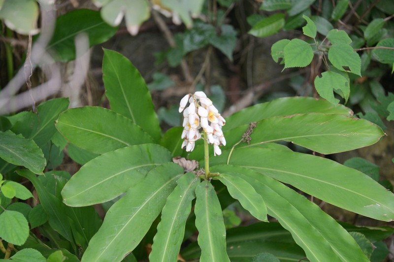 Alpinia hainanensis photo 3