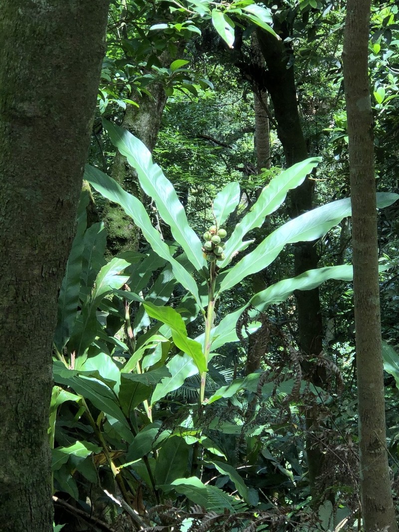 Alpinia hainanensis photo 4