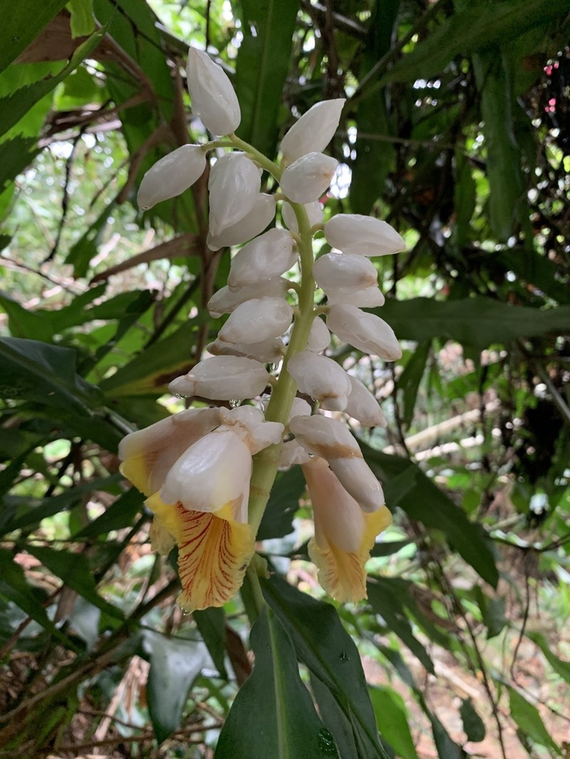 Alpinia hainanensis photo 5