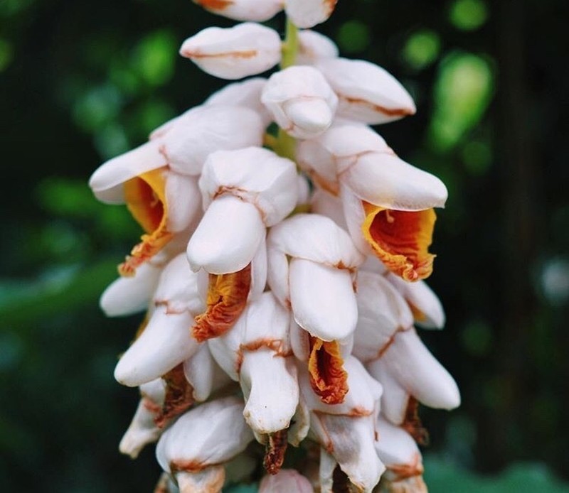 Alpinia hainanensis photo 6