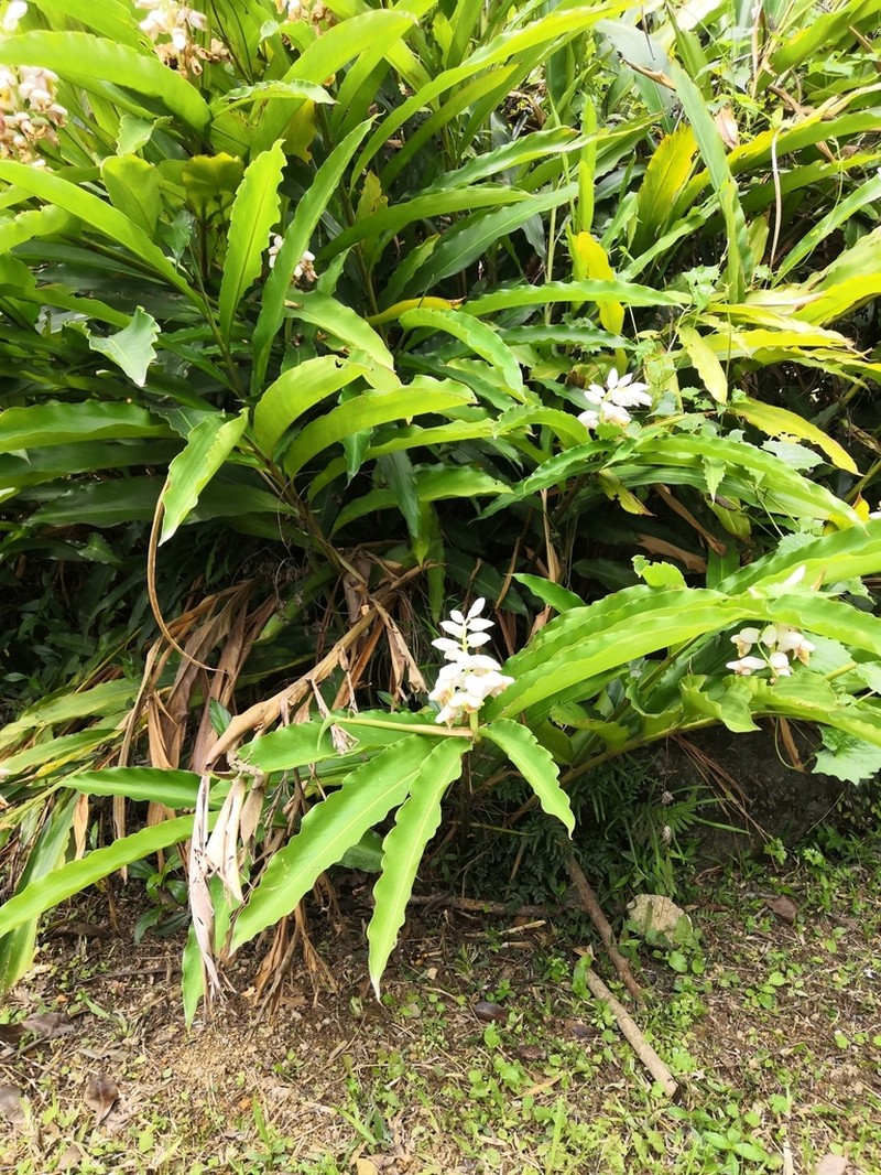 Alpinia hainanensis photo 7
