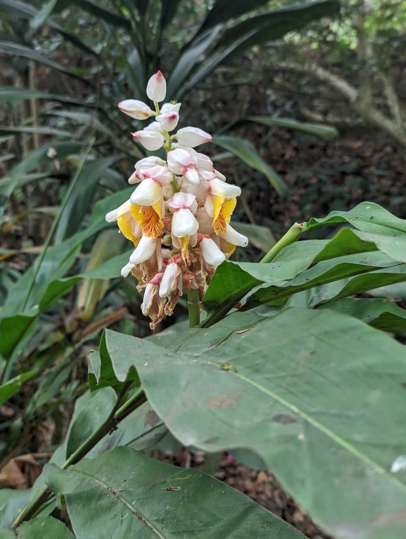 Alpinia hainanensis photo 8