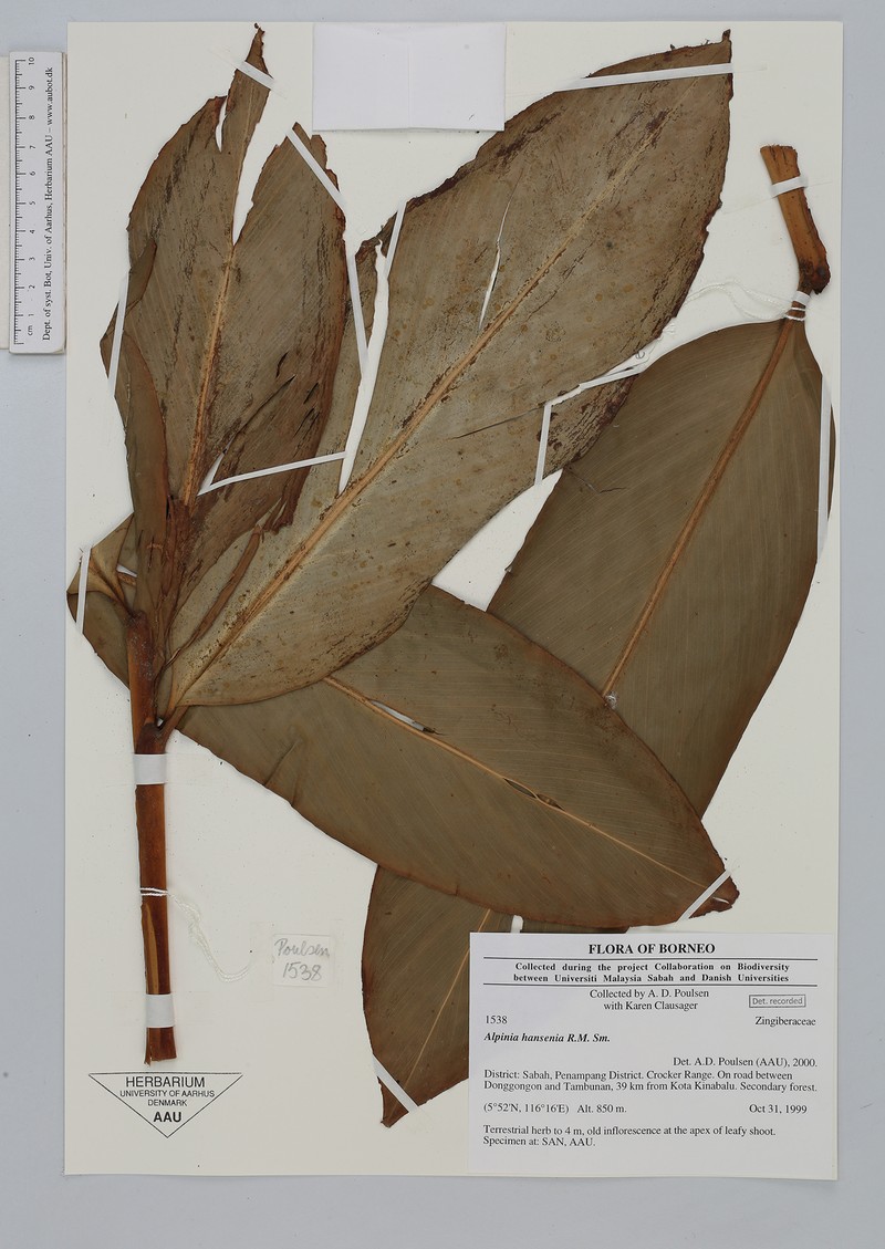 Alpinia hansenii