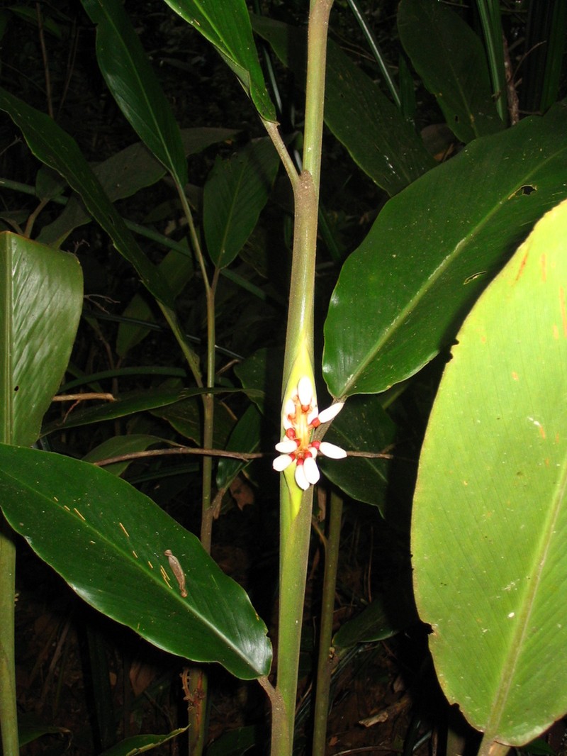 Alpinia havilandii