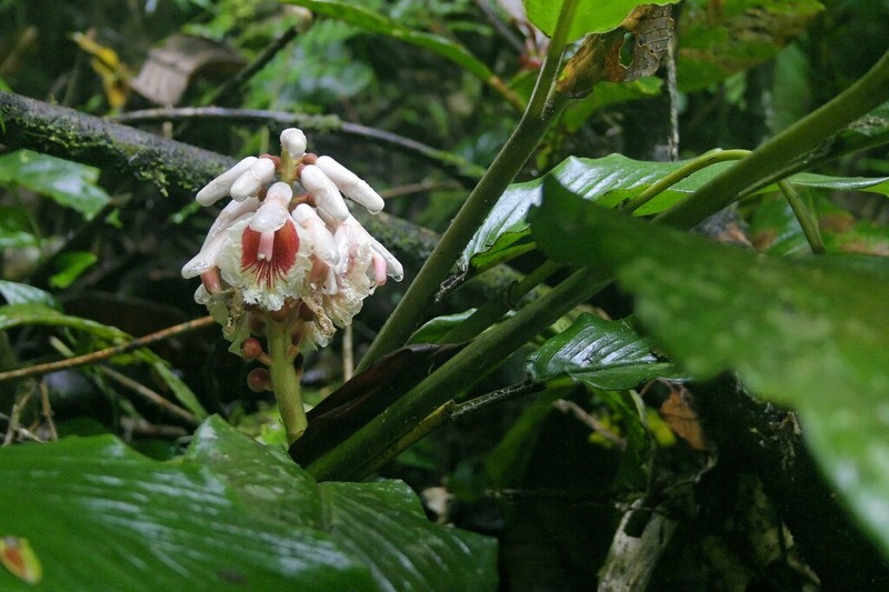 Alpinia havilandii photo 2