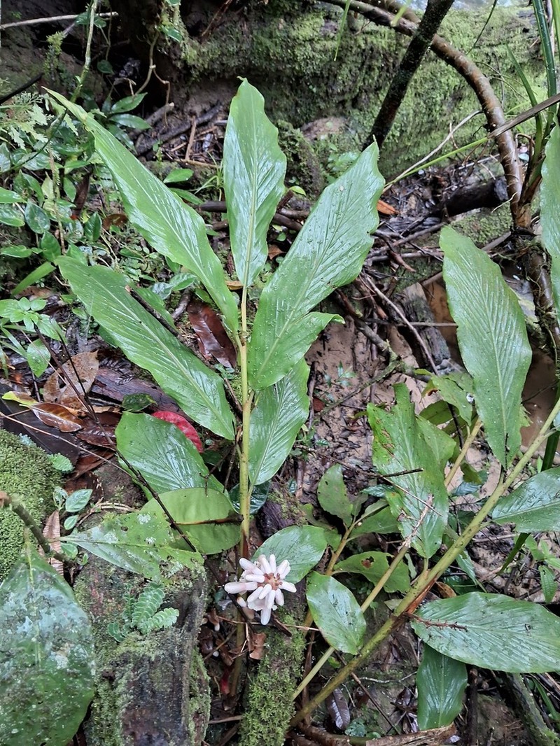 Alpinia havilandii photo 3