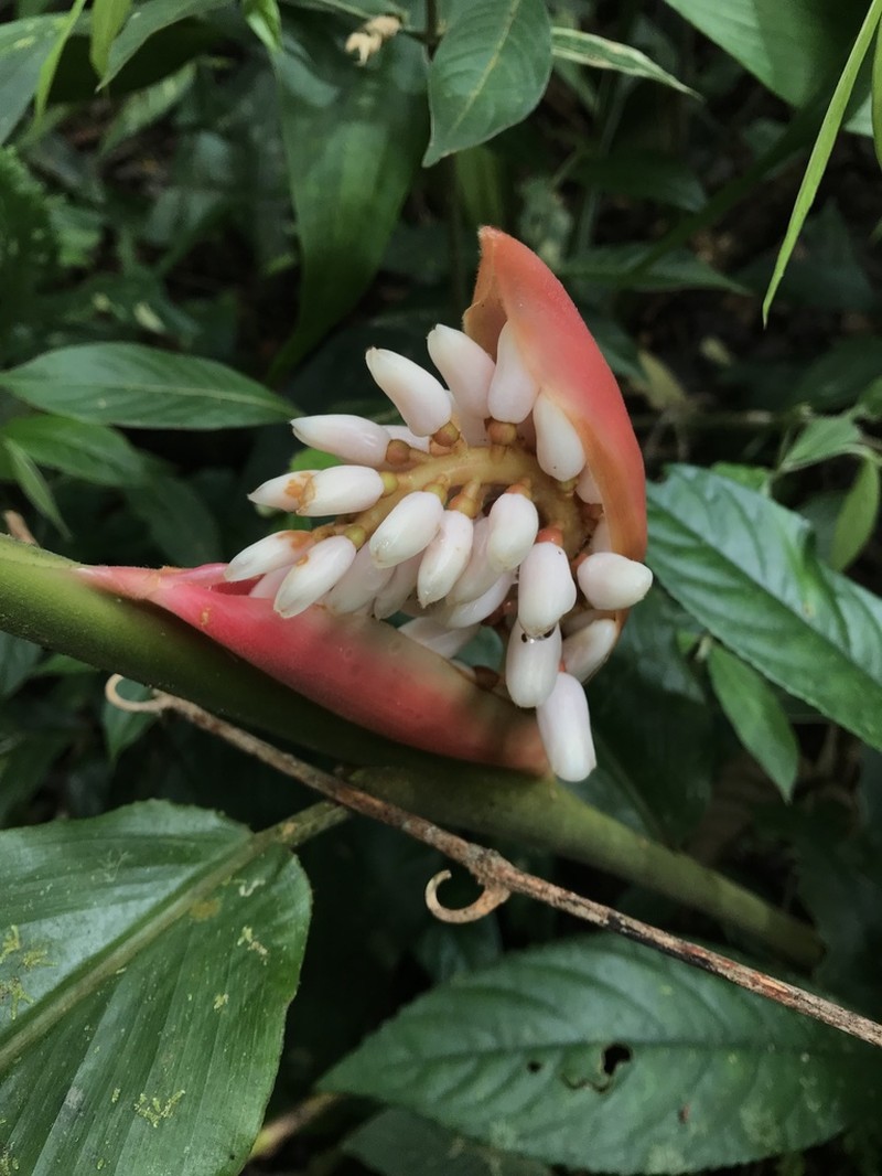 Alpinia havilandii photo 4