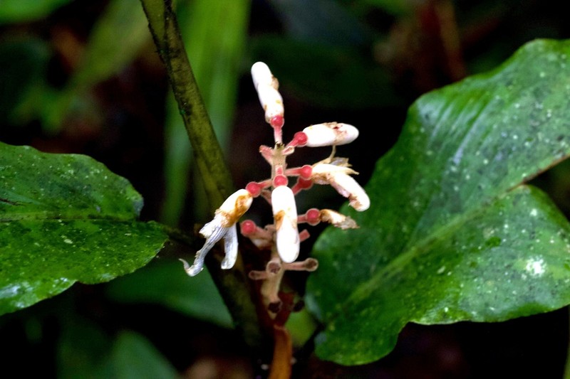 Alpinia havilandii photo 5