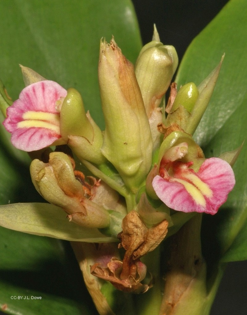 Alpinia hylandii