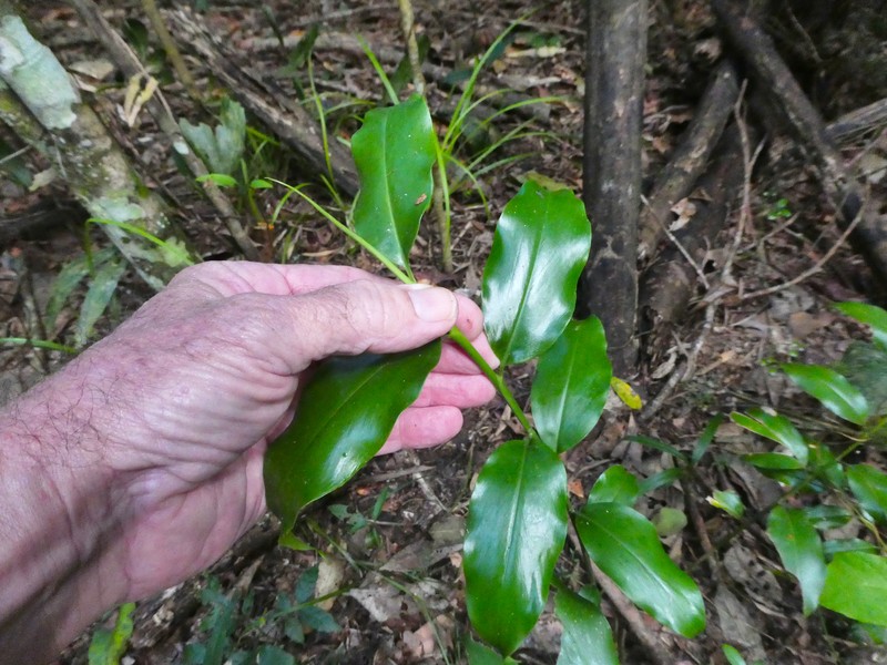 Alpinia hylandii photo 3