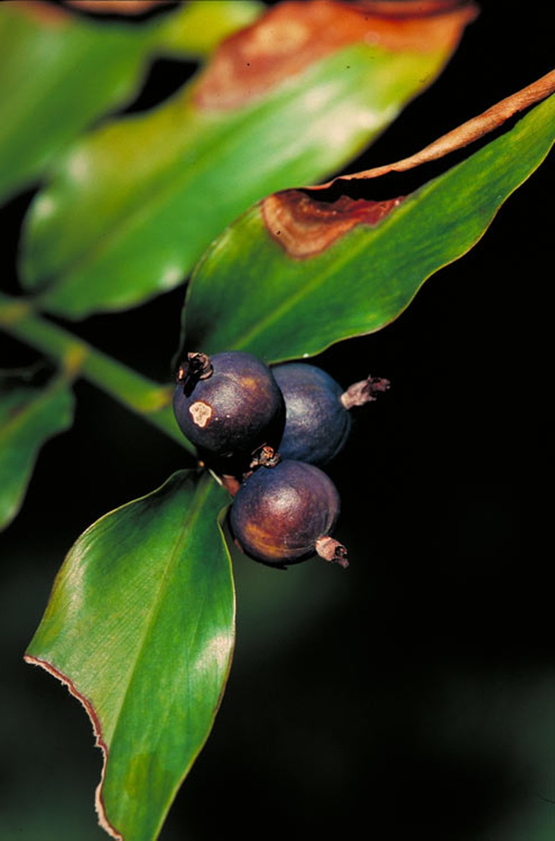 Alpinia hylandii photo 4