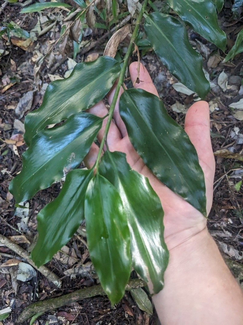 Alpinia hylandii photo 7