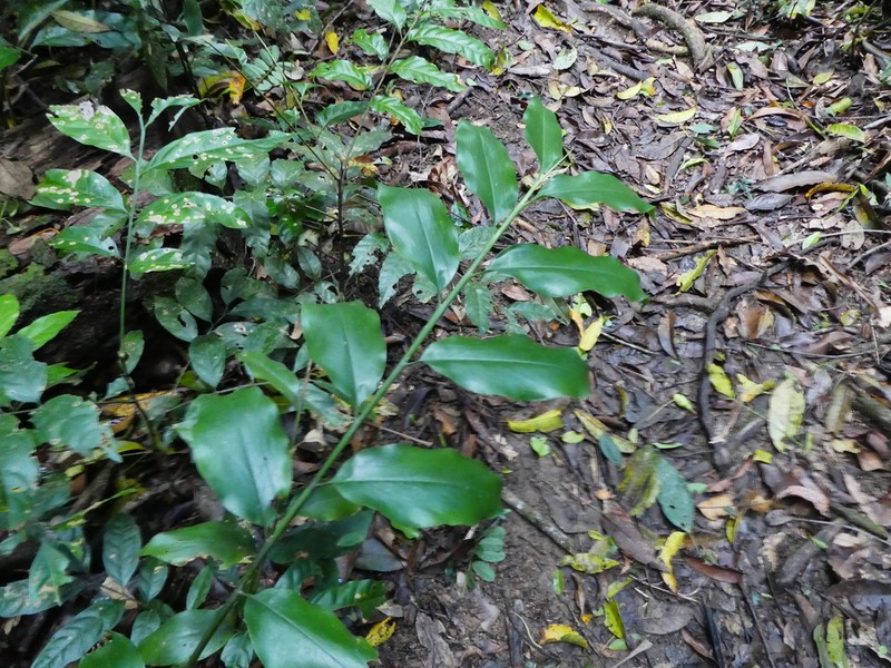 Alpinia hylandii photo 8