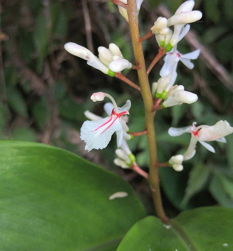 Alpinia intermedia photo 2