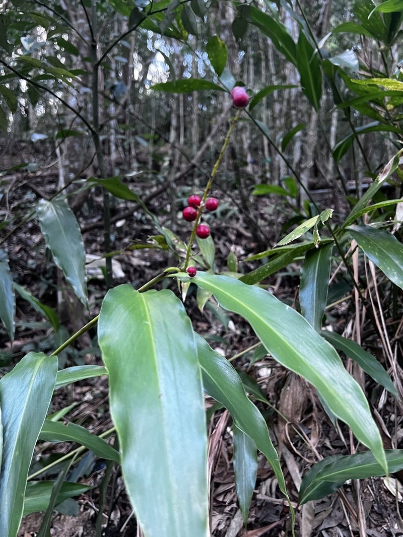 Alpinia intermedia photo 3