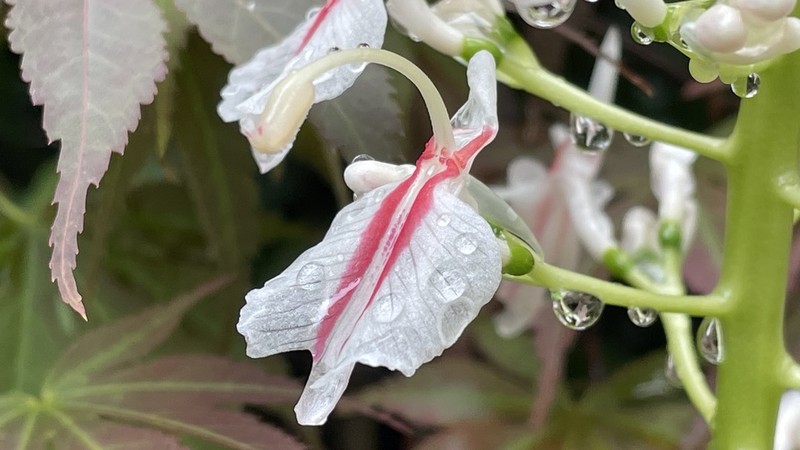 Alpinia intermedia photo 4