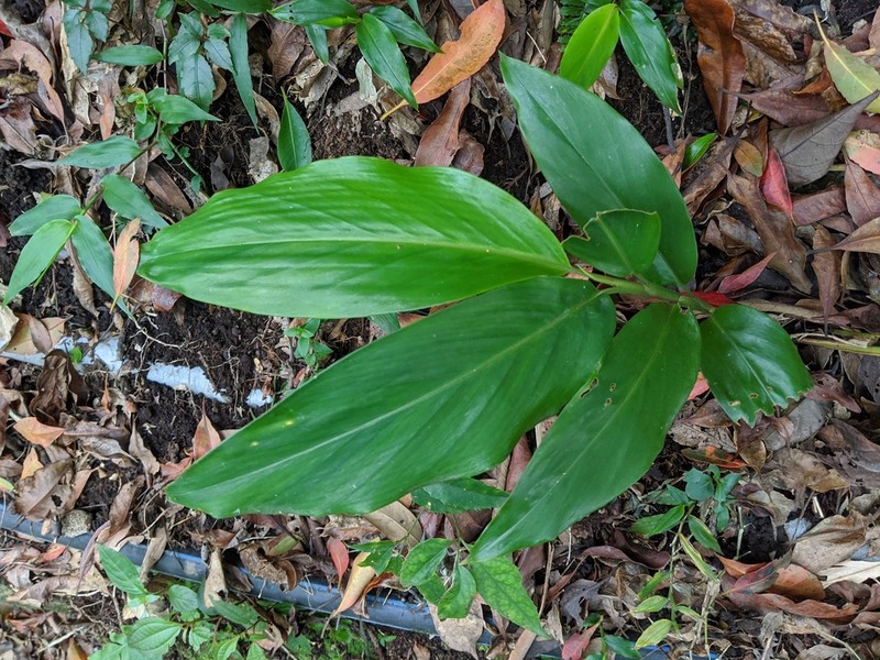 Alpinia intermedia photo 5