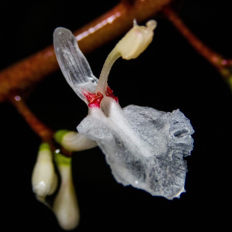 Alpinia intermedia photo 6