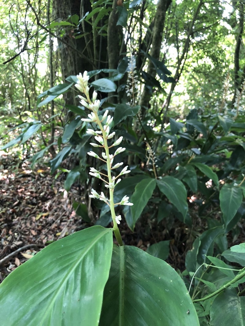 Alpinia intermedia photo 7