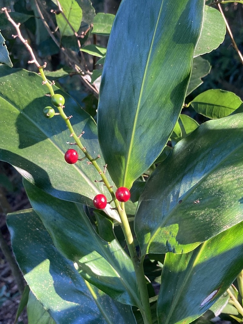 Alpinia intermedia photo 8