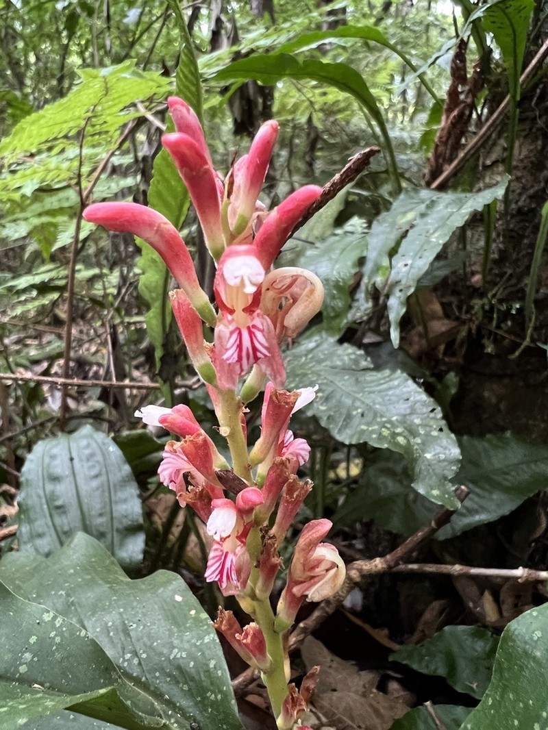 Alpinia japonica