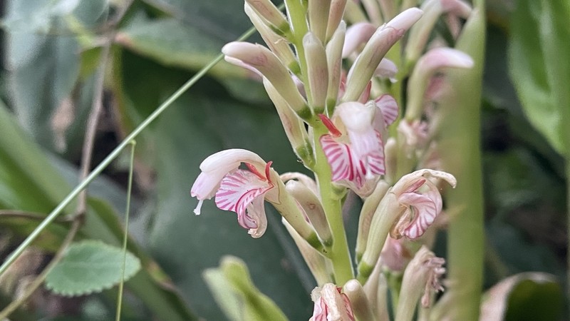 Alpinia japonica photo 2