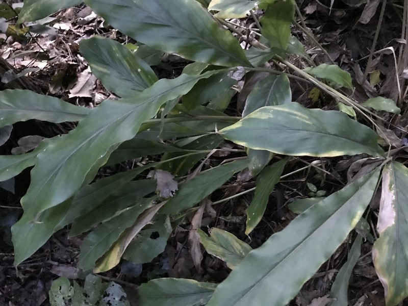 Alpinia japonica photo 3