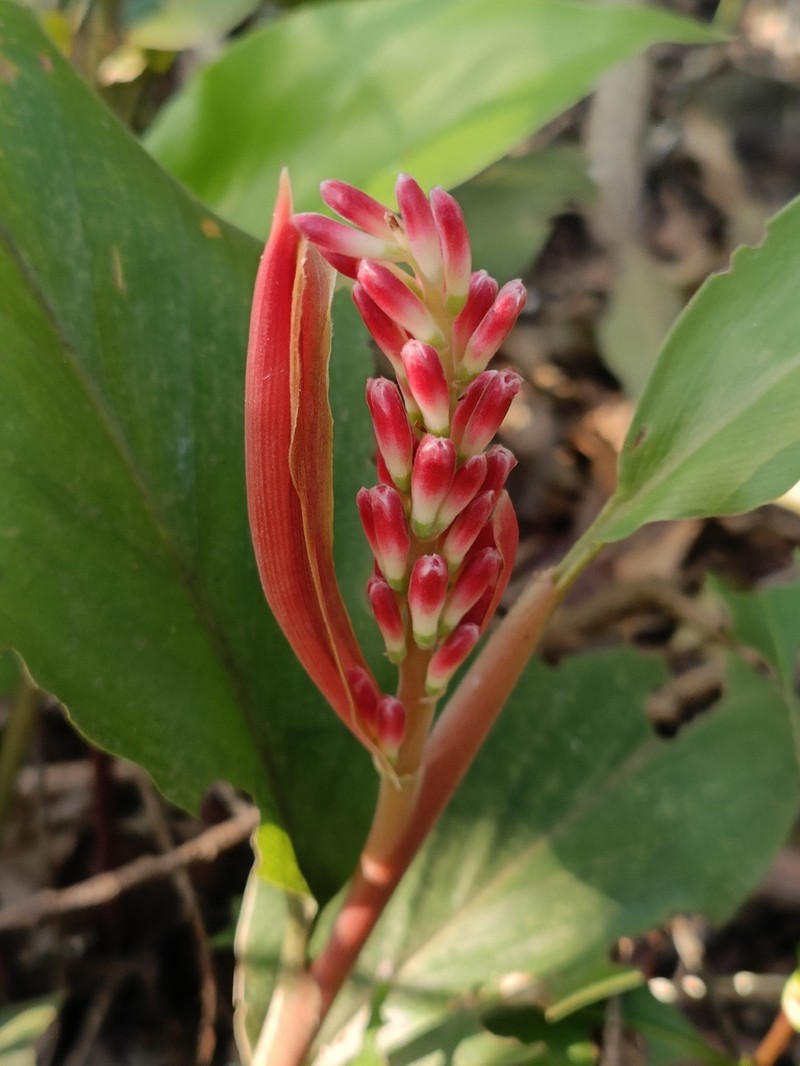 Alpinia japonica photo 4