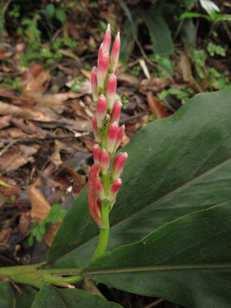 Alpinia japonica photo 5
