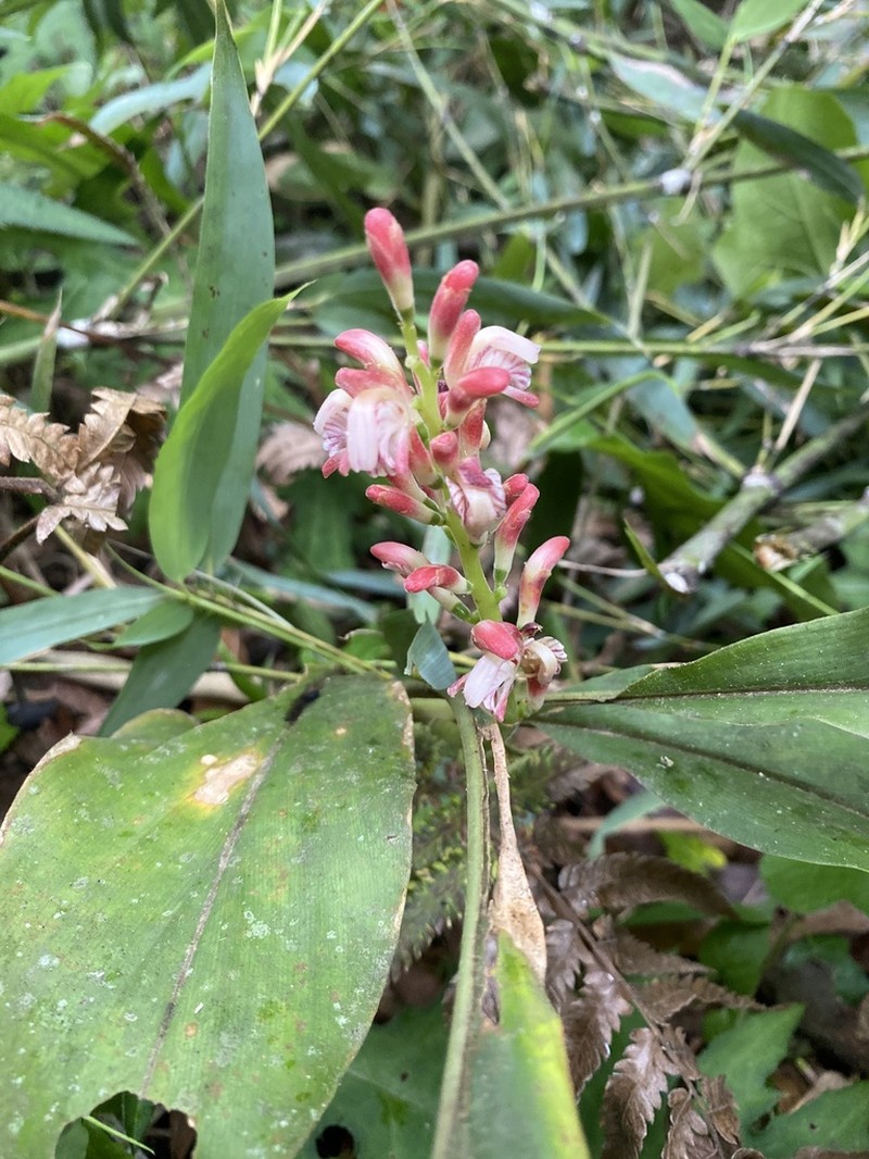 Alpinia japonica photo 6