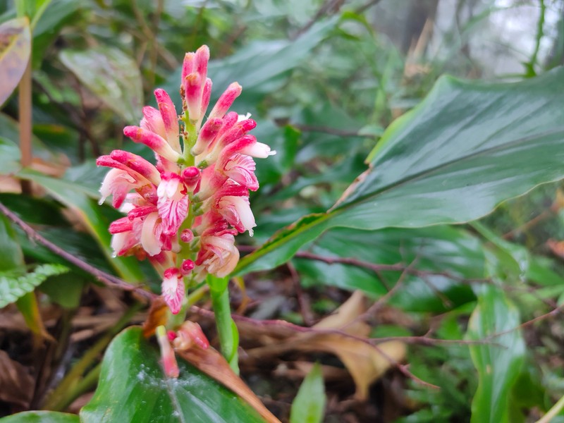 Alpinia japonica photo 7