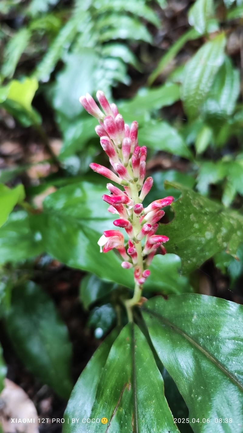 Alpinia japonica photo 8