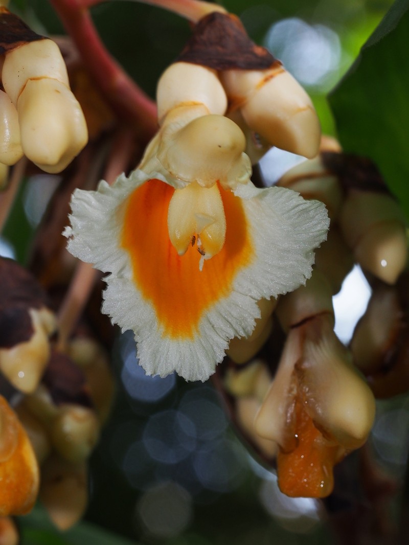 Alpinia javanica photo 2