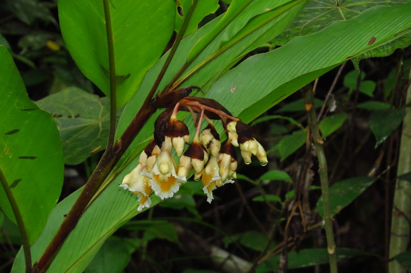 Alpinia javanica photo 4