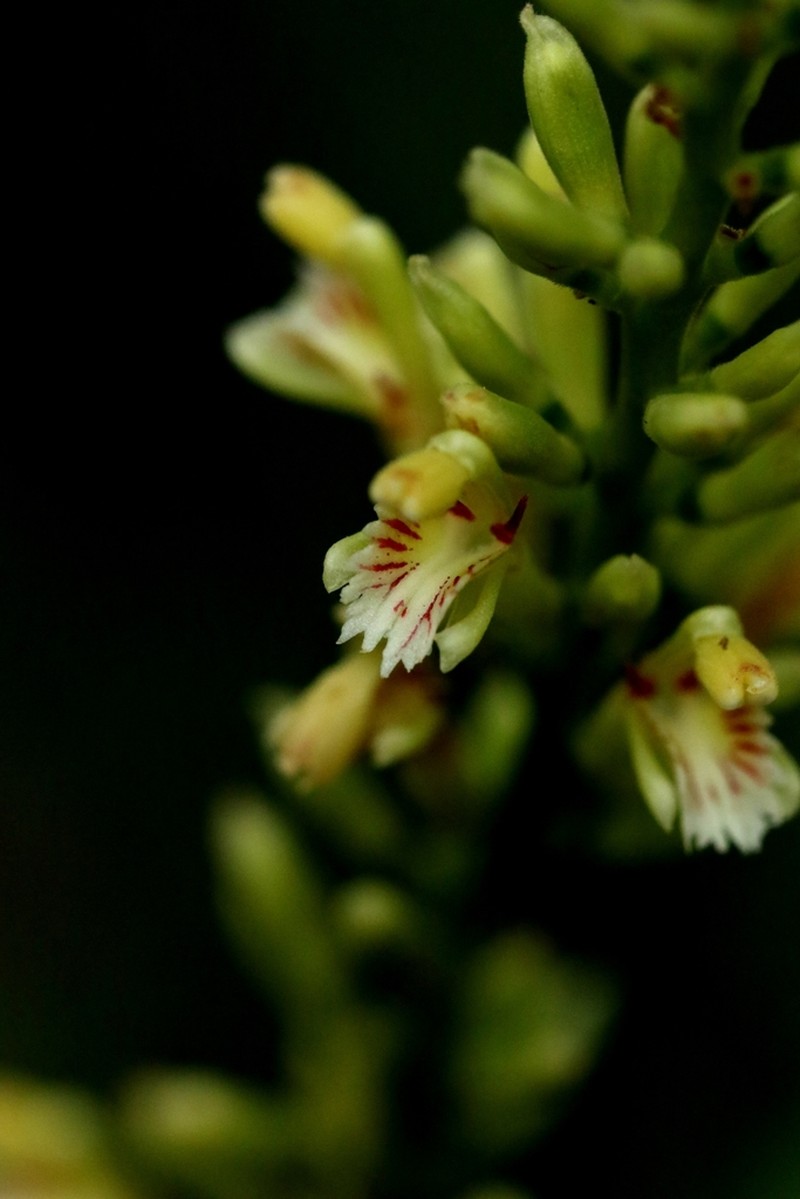 Alpinia jianganfeng