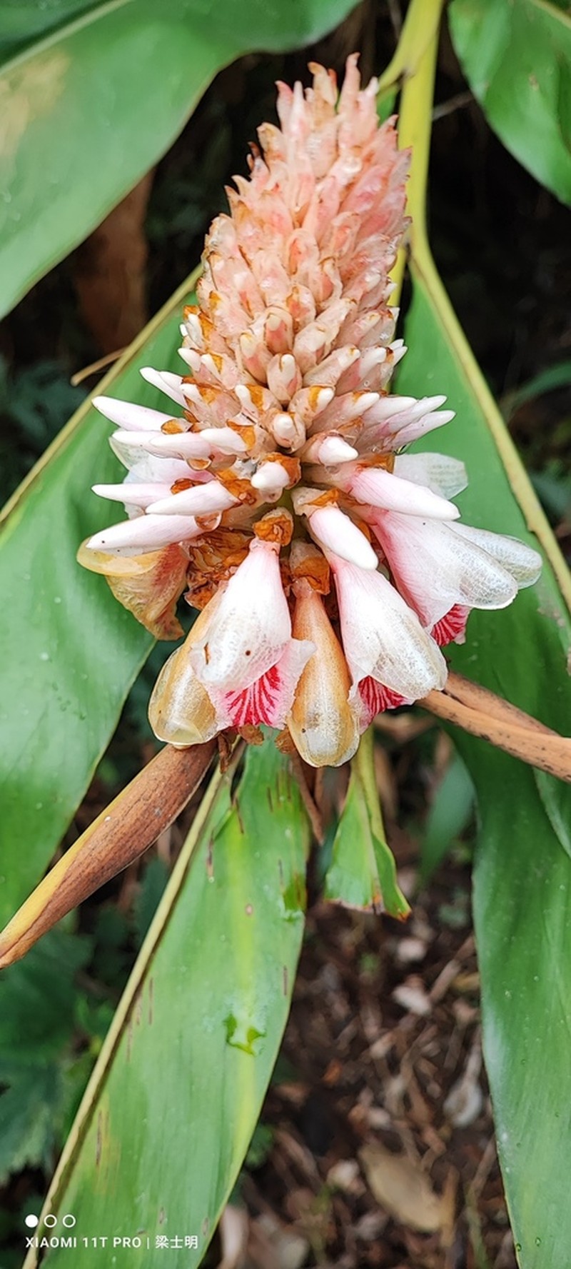 Alpinia kawakamii