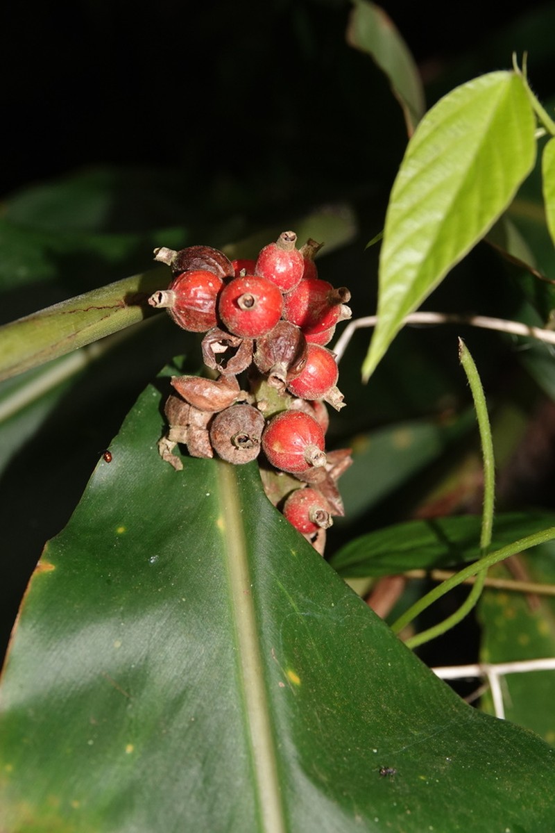 Alpinia kawakamii photo 2