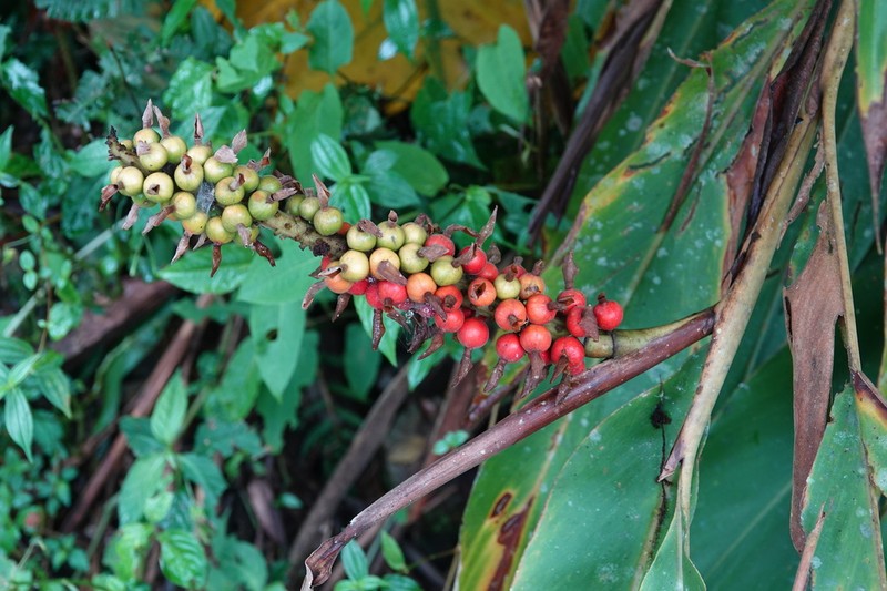 Alpinia kawakamii photo 3