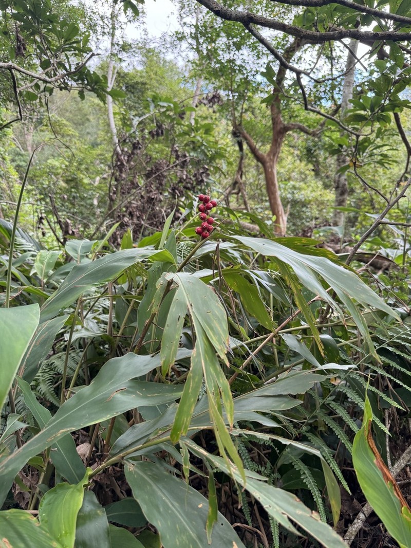 Alpinia kawakamii photo 4
