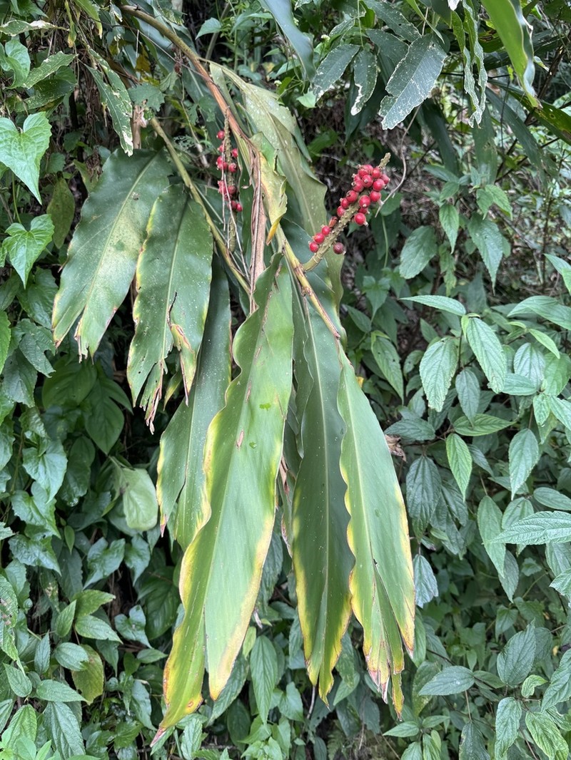 Alpinia kawakamii photo 5